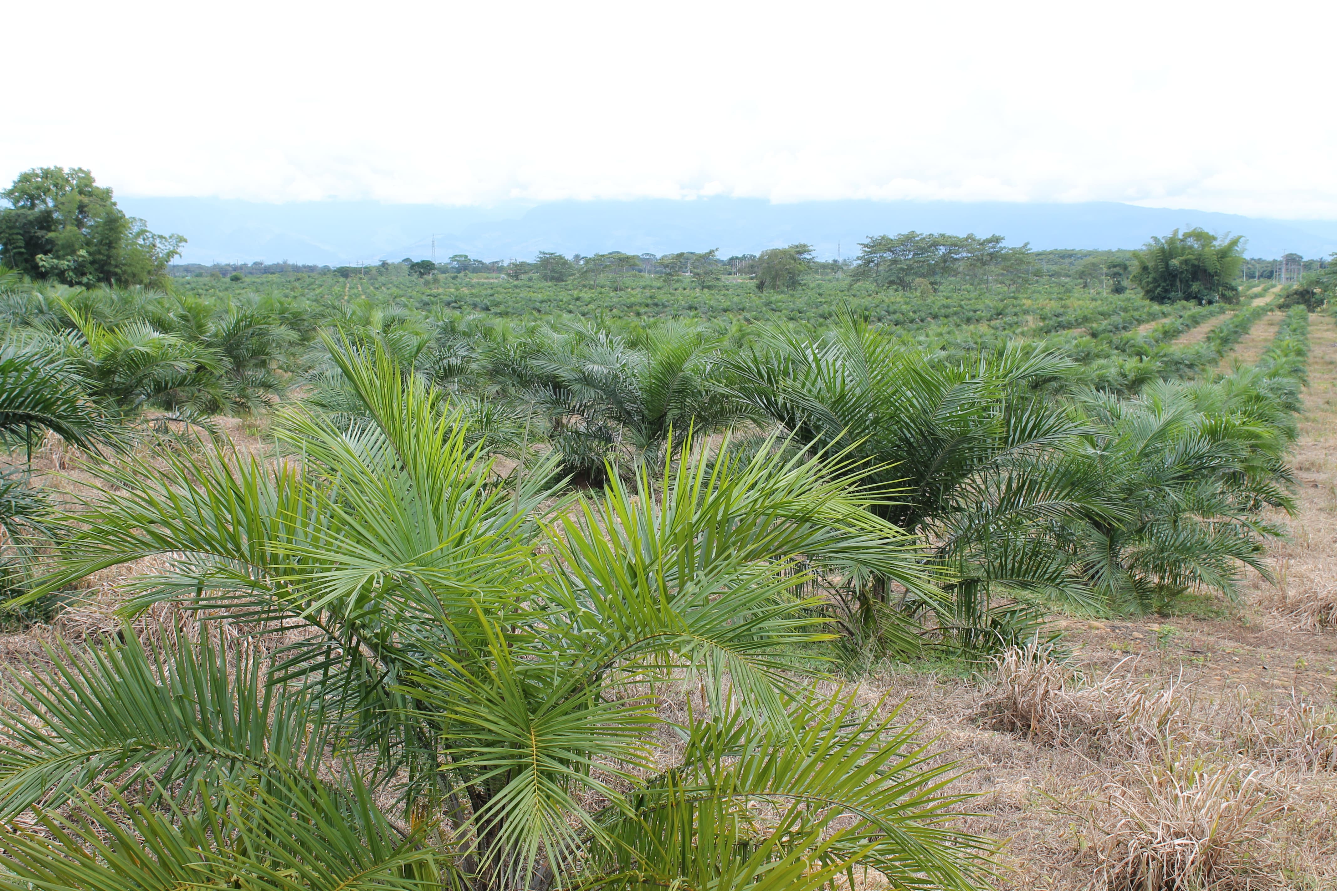 plantacion de palma de aceite, servicios agricolas