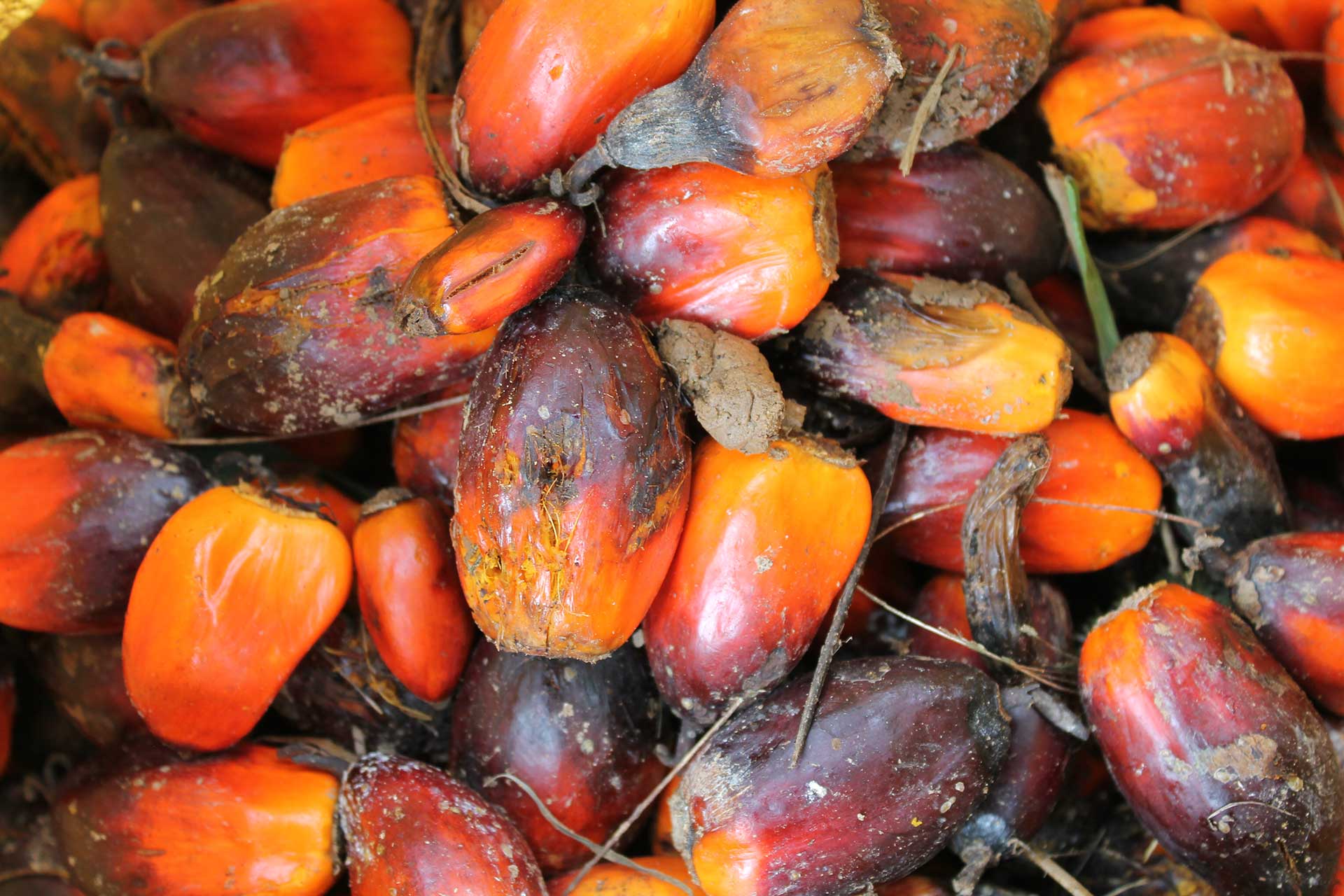 fruto de palma de aceite, agrempresarial